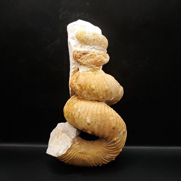 希少 異常巻き アンモナイト 化石 本物 フランス産 250mm プレゼント