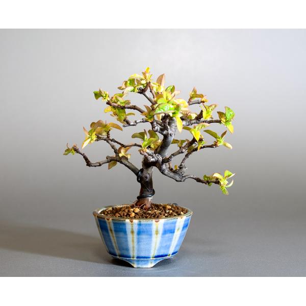 盆栽 カリン盆栽 花梨（かりん・ミニ盆栽 花梨）小さな盆栽 4261 : e