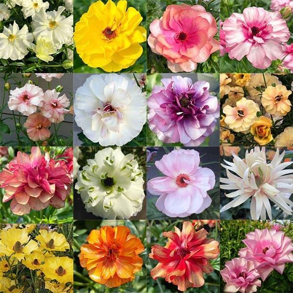 草花の苗 ラナンキュラス ラックス 品種おまかせ3.5-4号ポット 3株