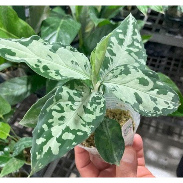 観葉植物 アグラオネマ ピクタム トリカラーブラック 2.5号ポット