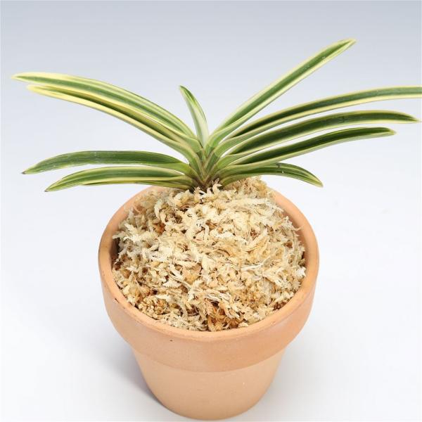 富貴蘭 フウキラン 西出都 風蘭 フウラン : フェニックスガーデン