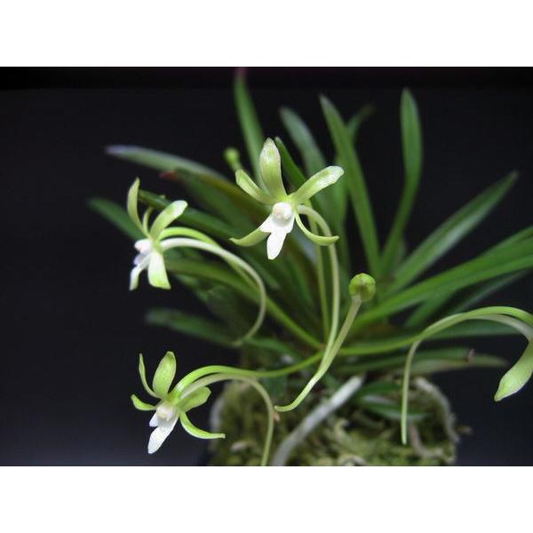 富貴蘭 フウラン 花物 翡翠 : フェニックスガーデン - 通販 - Yahoo