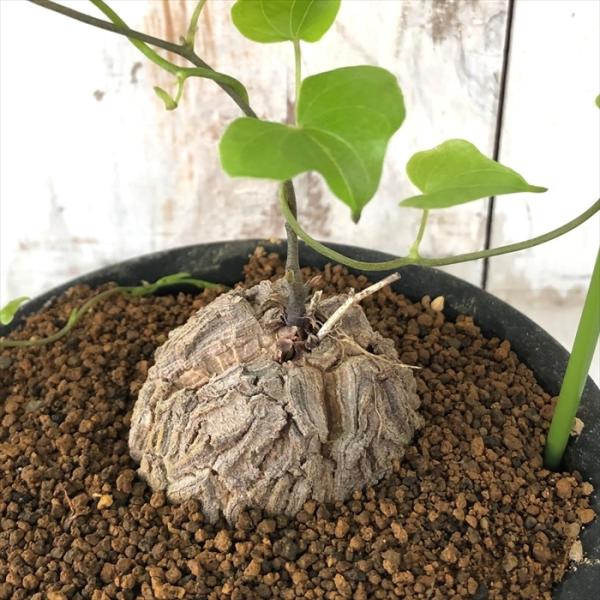 日本花キ流通 多肉植物 os亀甲竜 キッコウリュウ おもしろ 多肉植物