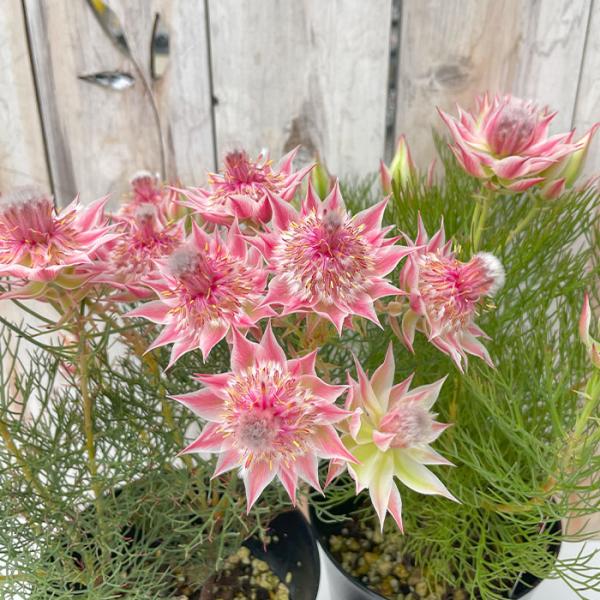 日本花キ流通 ジョーイセルリア プリティピンク 5号鉢 送料無料