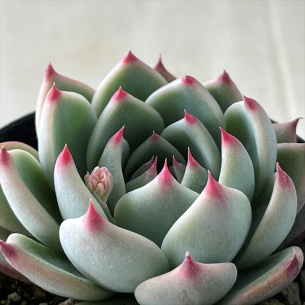 日本花キ流通 多肉植物 skエケベリア 桃太郎 多肉植物 エケベリア 7.5