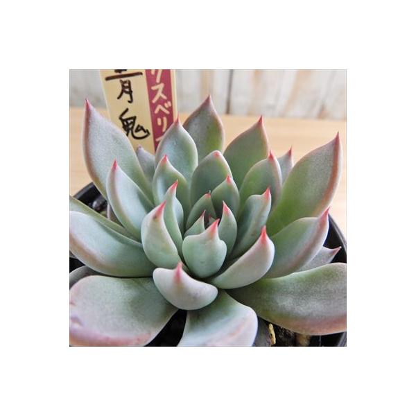 多肉植物 oriミックスベリア No.010 青鬼 おらいさん苗 送料無料