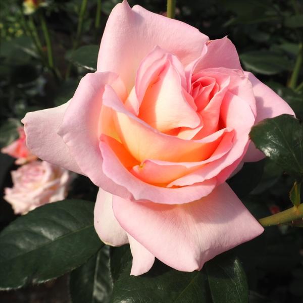 日本花キ流通 予約販売 バラ 苗 バラ 新苗 大輪 エル 木立性 四季咲き