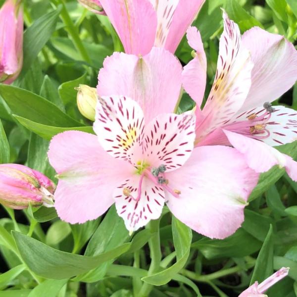 日本花キ流通 予約販売 アルストロメリア 苗 サクラ 10.5cmポット