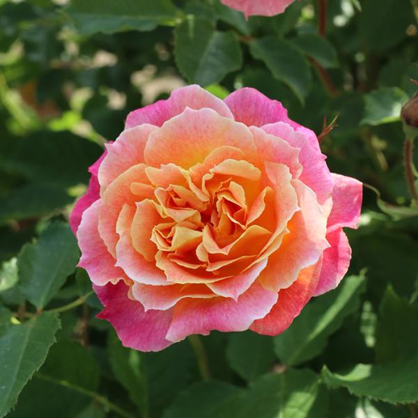 予約販売 バラ苗 バラ大苗 ロサ オリエンティス シャルール 品種登録