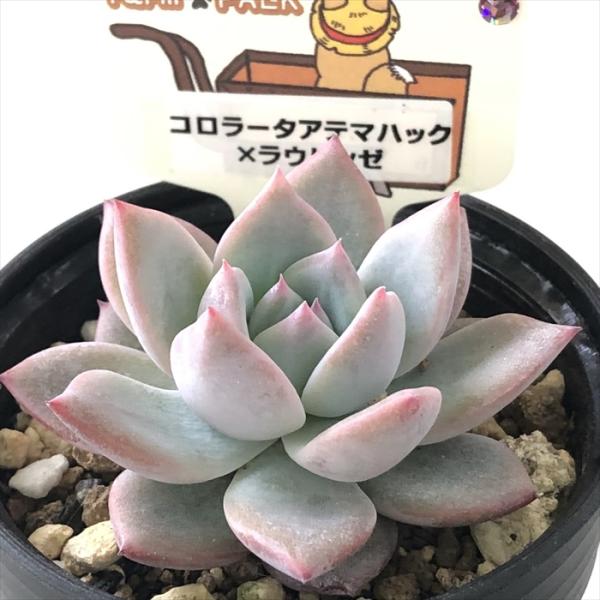 多肉植物 plkエケベリア コロラータアテマハック×ラウリンゼ パルク