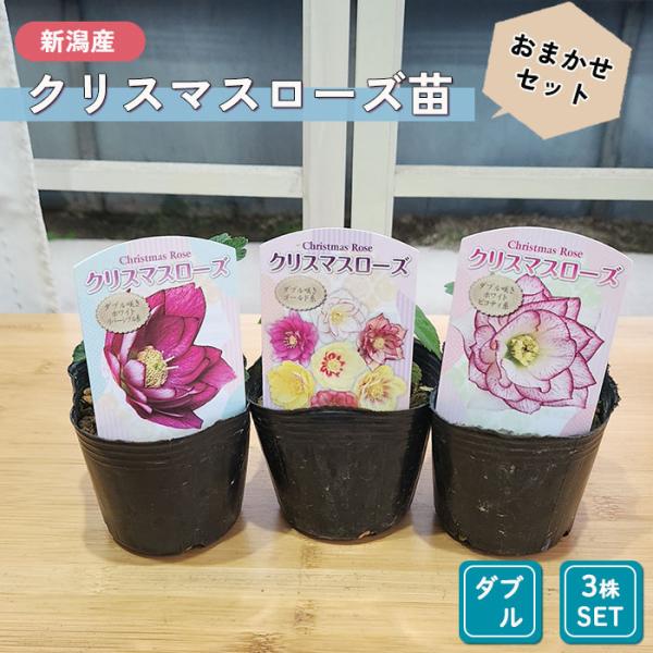 日本花キ流通 クリスマスローズ苗 ダブル 3株セット 9cmポット 新潟県