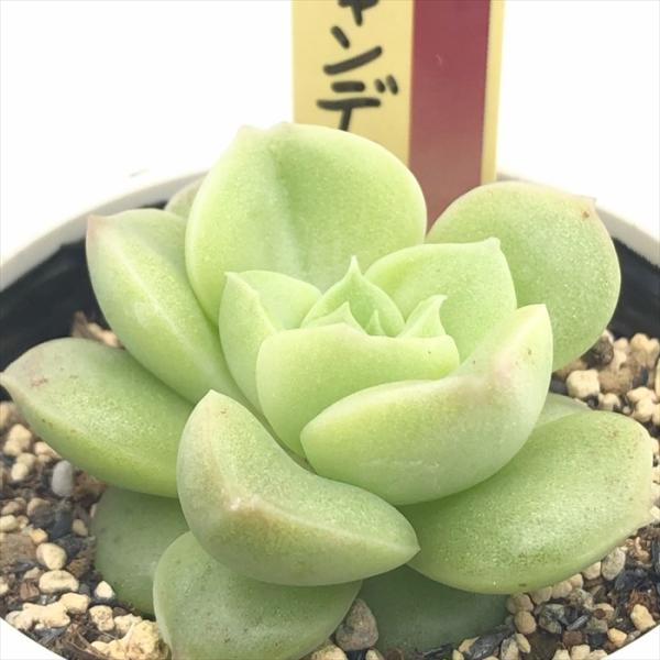 flower-net_z250219118