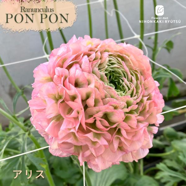 日本花キ流通 ラナンキュラス ポンポンシリーズ 苗 ポンポン アリス