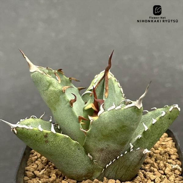 flower-net_z251009101