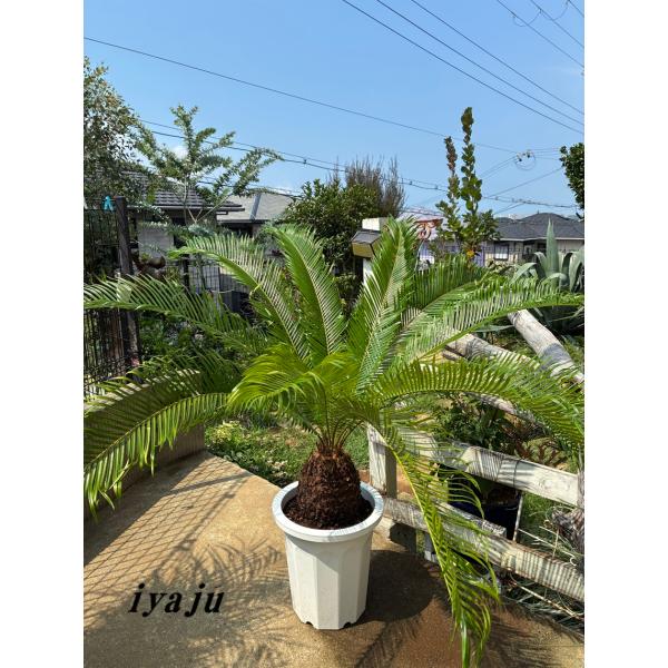 ソテツ 10号 沖縄県産 観葉植物 ドライガーデン 夏ギフト トロピカル