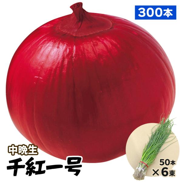 玉ねぎ苗【⭕️レッドグラマー1000本⭕️OK黄2000本⭕️】【野菜苗
