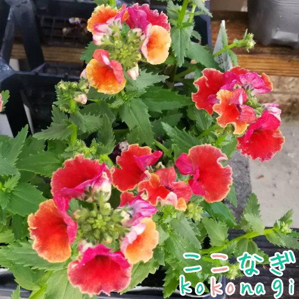 宿根ネメシア ネシアシリーズ トロピカル 苗 9センチポット : ここなぎ