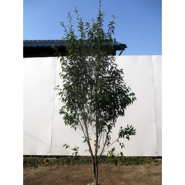 ハイノキ 株立 樹高1．5m以上 : コメリドットコム - 通販 - Yahoo