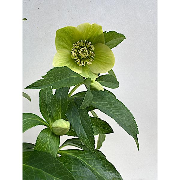 クリスマスローズ 開花苗 006 リグリクスミモザ : 花郷園 KAGOEN