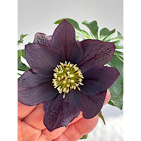 クリスマスローズ 開花苗 027 カラスアゲハ : 花郷園 KAGOEN NURSERY