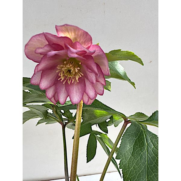 クリスマスローズ 開花苗 033 グラデーションピンクダブル : 花郷園