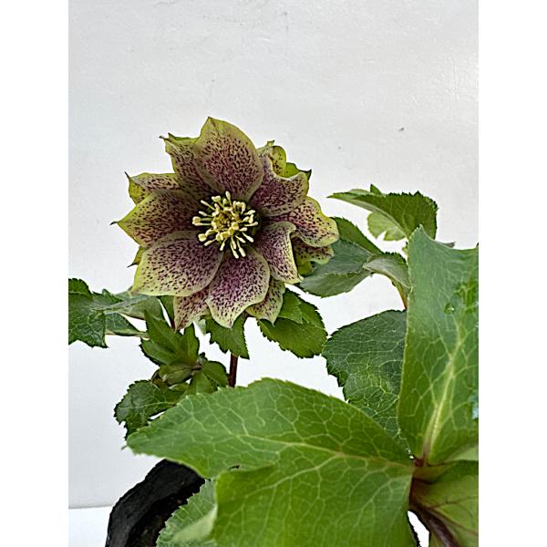 クリスマスローズ 開花苗 045 パピエグリーンスポット : 花郷園 KAGOEN