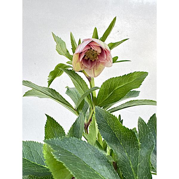 クリスマスローズ 開花苗 054 ピンクシフォン : 花郷園 KAGOEN NURSERY