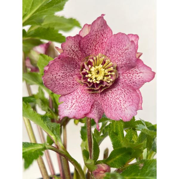 クリスマスローズ 開花苗 071 パピエdeux : 花郷園 KAGOEN NURSERY