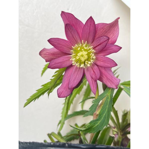 クリスマスローズ 開花苗 077 アバニコ : 花郷園 KAGOEN NURSERY