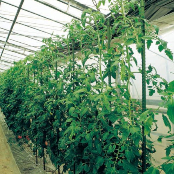 農業資材 支柱 イボ竹 20mm 2400mm」の人気商品一覧 | 安い商品を通販