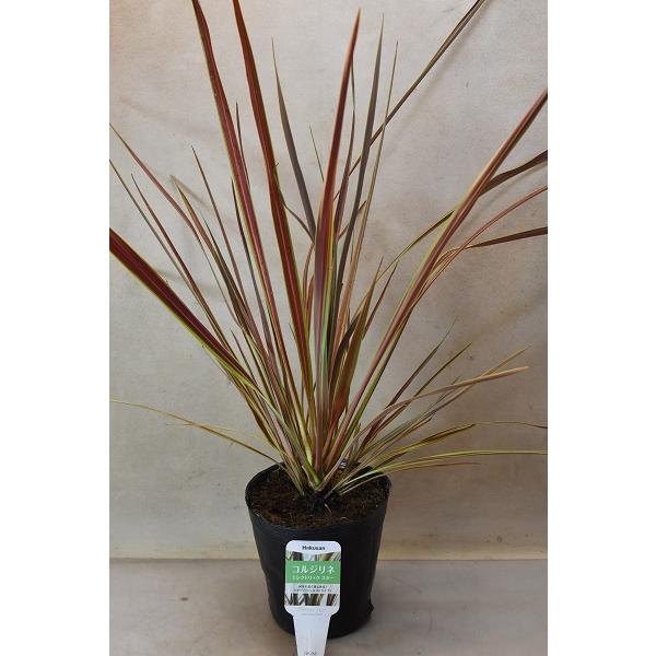 コルジリネ エレクトリックスター 5号ポット 観葉植物 : 金井園芸