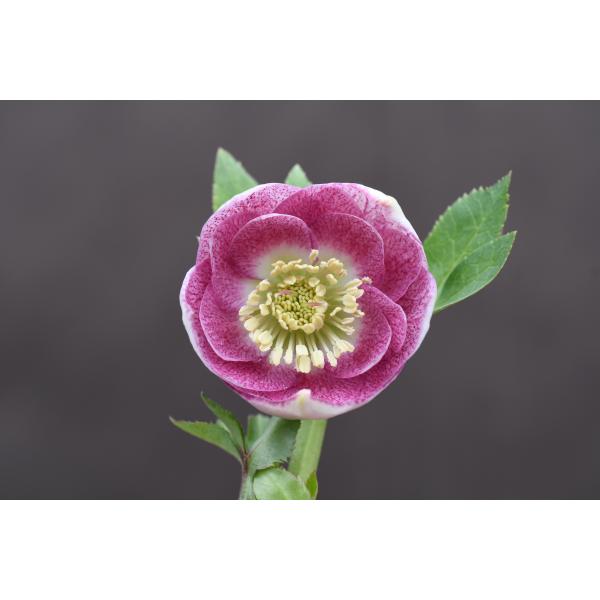 クリスマスローズ開花株 DDカップ咲きリバーシブルピンクミスト 059