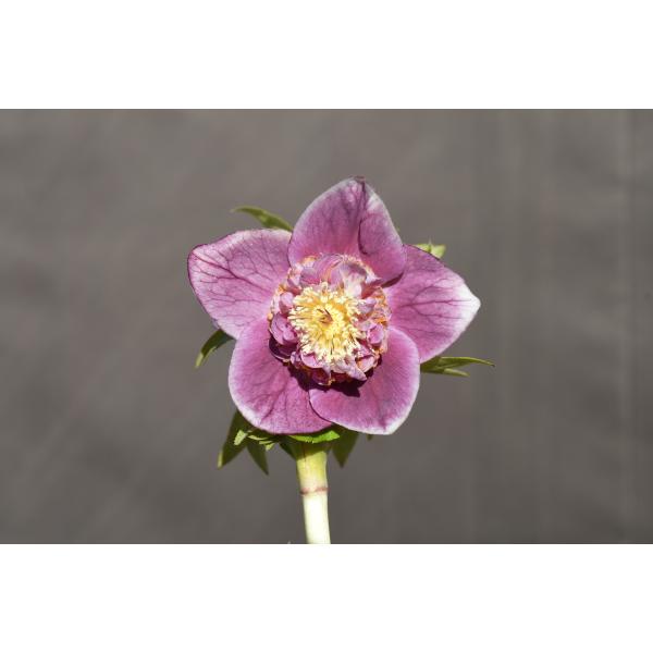 クリスマスローズ開花株 SD多弁咲きレッドゴールドリバーシブル 319