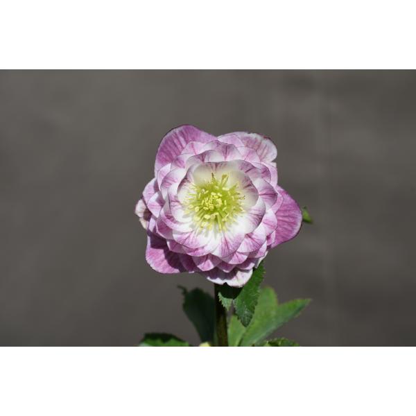 クリスマスローズ開花株 DD多弁咲き系ホワイトグラデーションベイン