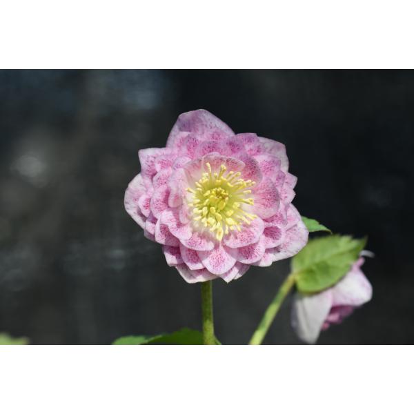 クリスマスローズ開花株 DD多弁咲き系ピンクミスト 448 : 金井園芸