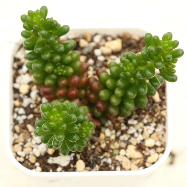 多肉植物 セダム レッドベリー 7.5cmポット苗 : ハニーミント - 通販
