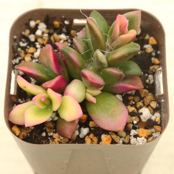 多肉植物 アナカンプセロス 桜吹雪 7.5cmポット苗 : ハニーミント