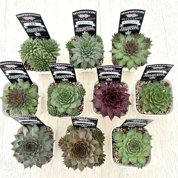 多肉植物 センペルビウム10種セット 9/21更新 : ハニーミント - 通販