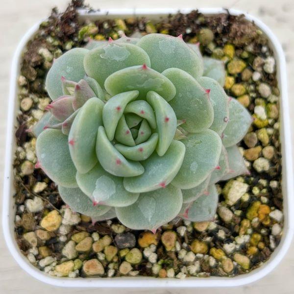 多肉植物 エケベリア 静夜（セイヤ） 7.5cmポット苗 : ハニーミント