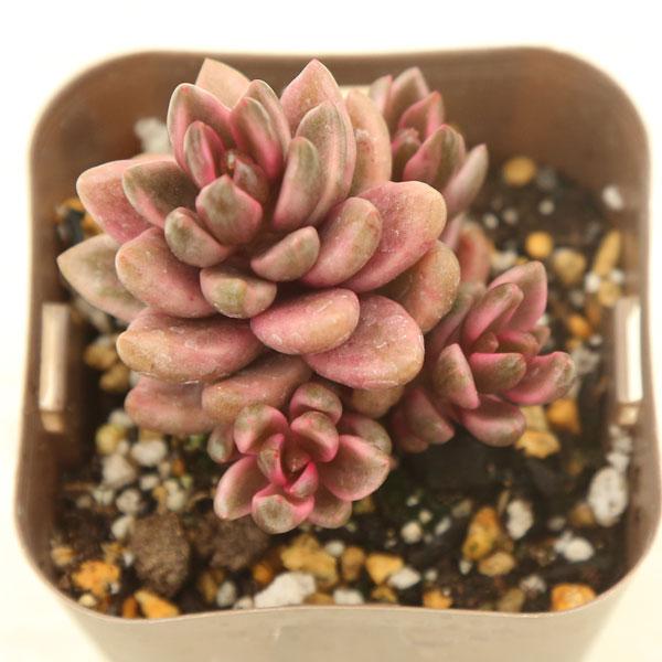 多肉植物 グラプトベリア チョコレート錦 7.5cmポット苗 : ハニー
