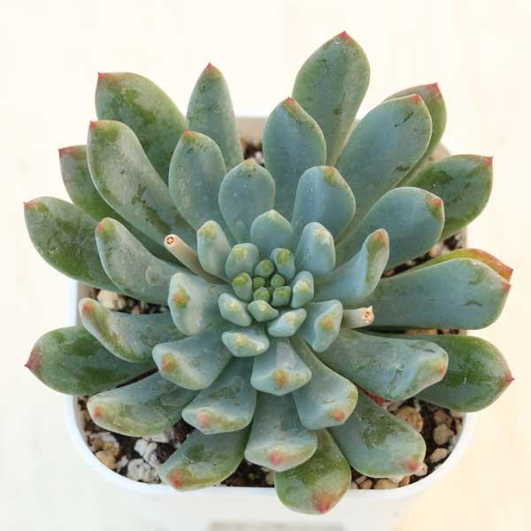 多肉植物 エケベリア ブルーエルフ 7.5cmポット苗 : ハニーミント