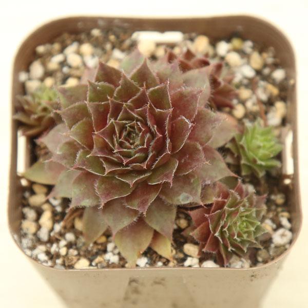 多肉植物 センペルビウム レッドルビン 7.5cmポット苗 : ハニーミント