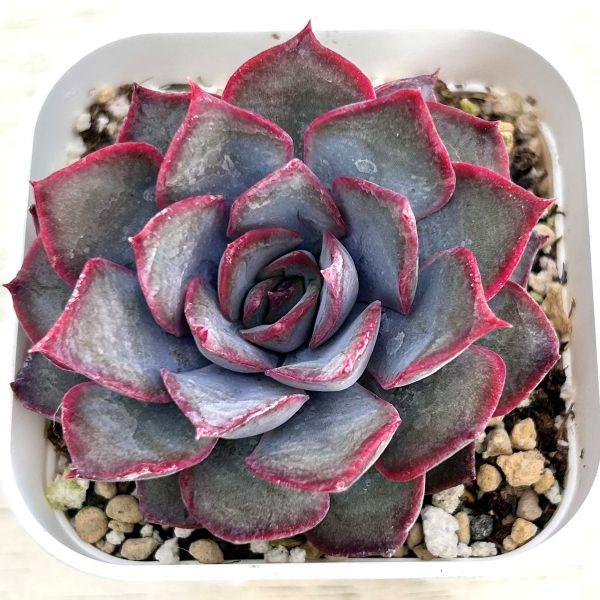 多肉植物 エケベリア ダークアイス 7.5cmポット苗 : ハニーミント