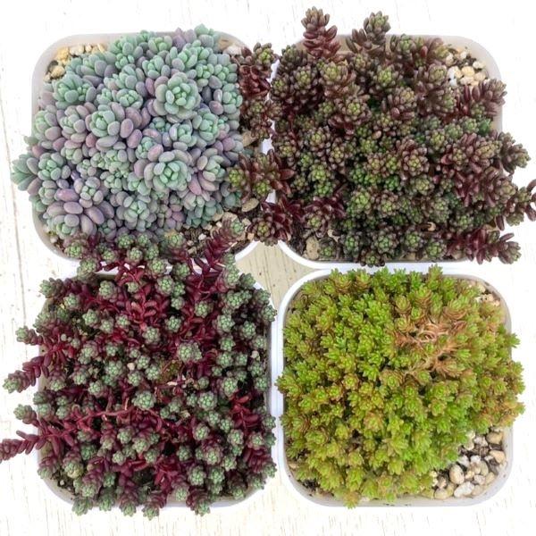 当店農場生産】多肉植物 セダム 4種類セット 7.5cmポット苗☆カラフル
