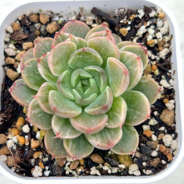 多肉植物 エケベリア プラダ錦 7.5cmポット苗 : ハニーミント - 通販