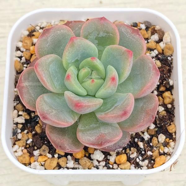 多肉植物 エケベリア ルビーHyb 7.5cmポット苗 : ハニーミント - 通販