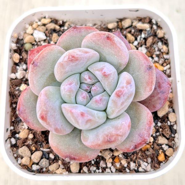 多肉植物 エケベリア モンローシャドウ 7.5cmポット苗 : ハニーミント