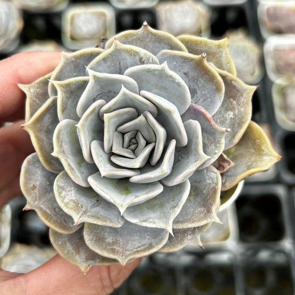 多肉植物 エケベリア ルシーナ 7.5cmポット苗 : ハニーミント - 通販