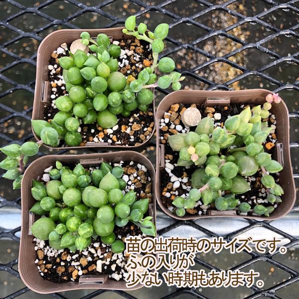 提携農場生産】多肉植物 セネシオ エンジェルティアーズ錦 7.5cmポット