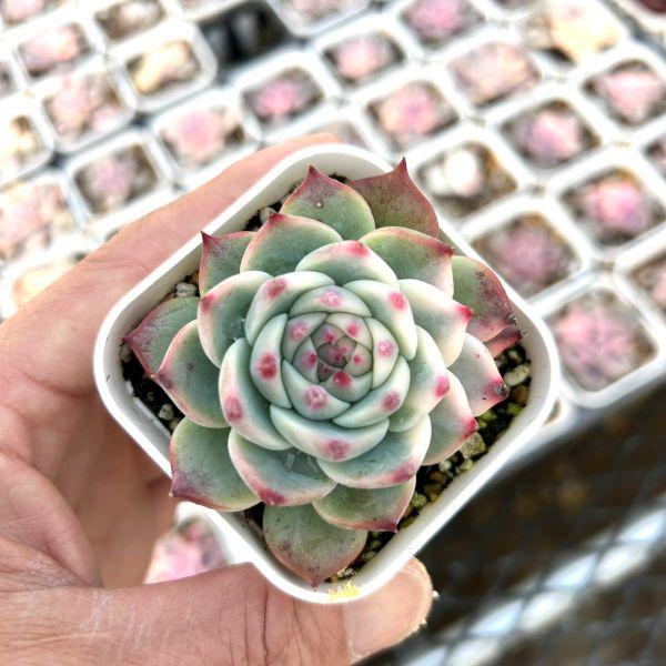 多肉植物 エケベリア チワワエンシス錦 7.5cmポット苗 : ハニーミント